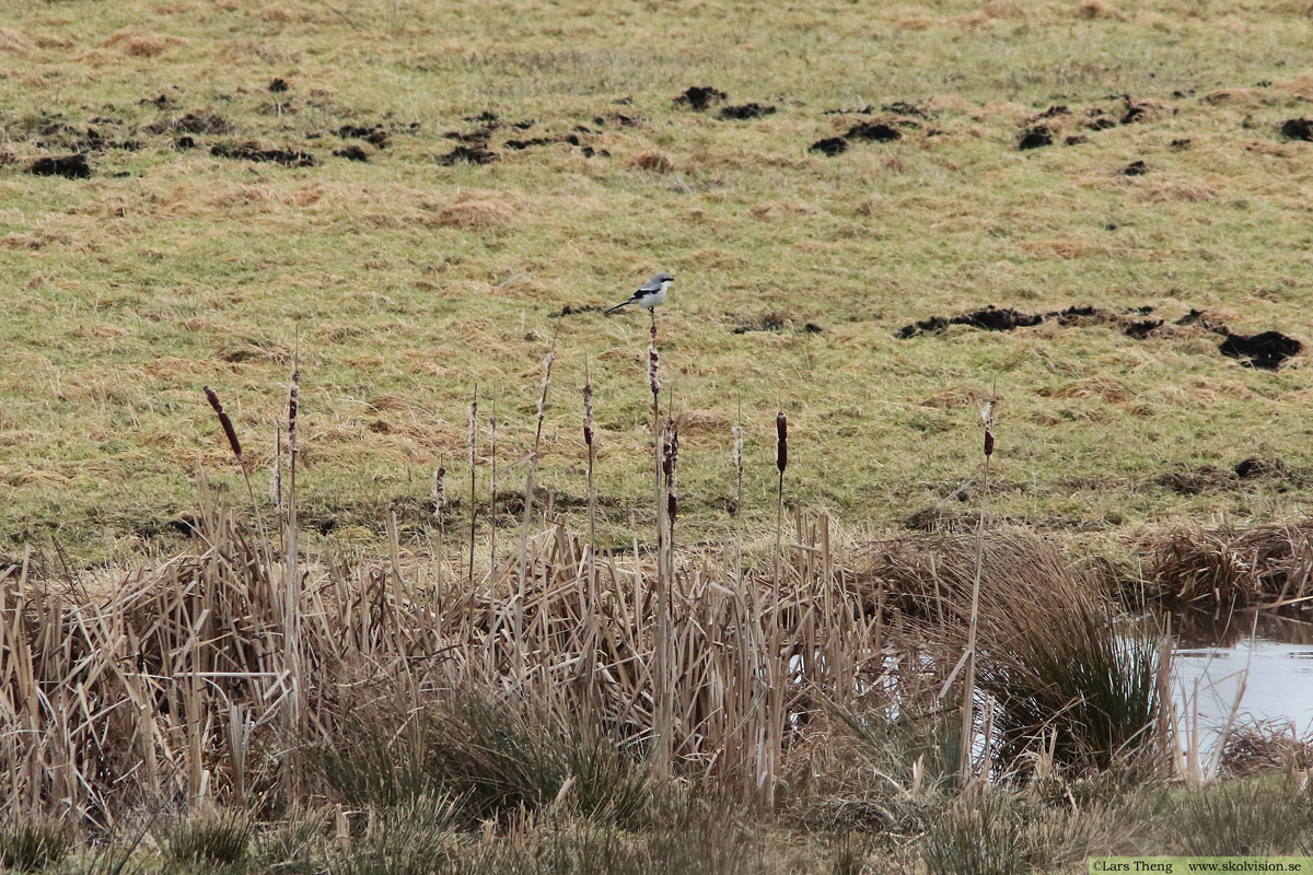 Varfågel, Lanius excubitor